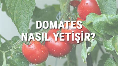 domates hangi koşullarda yetişir yazınız